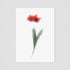 Red Tulip Floral Postcard